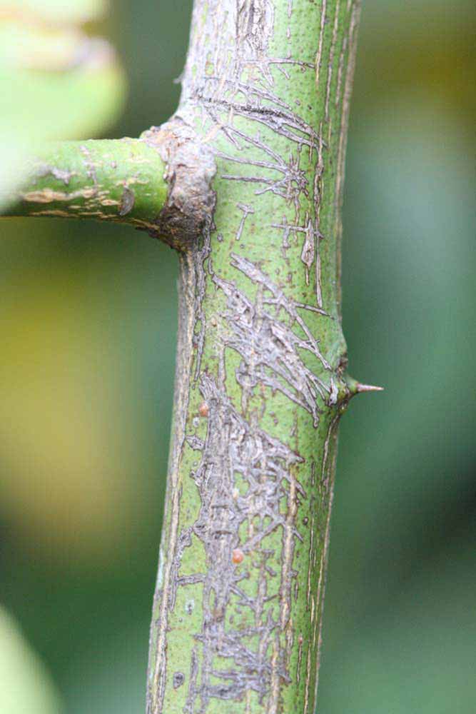                 Second - third year twig (Monroe, Riverside,   CA)       